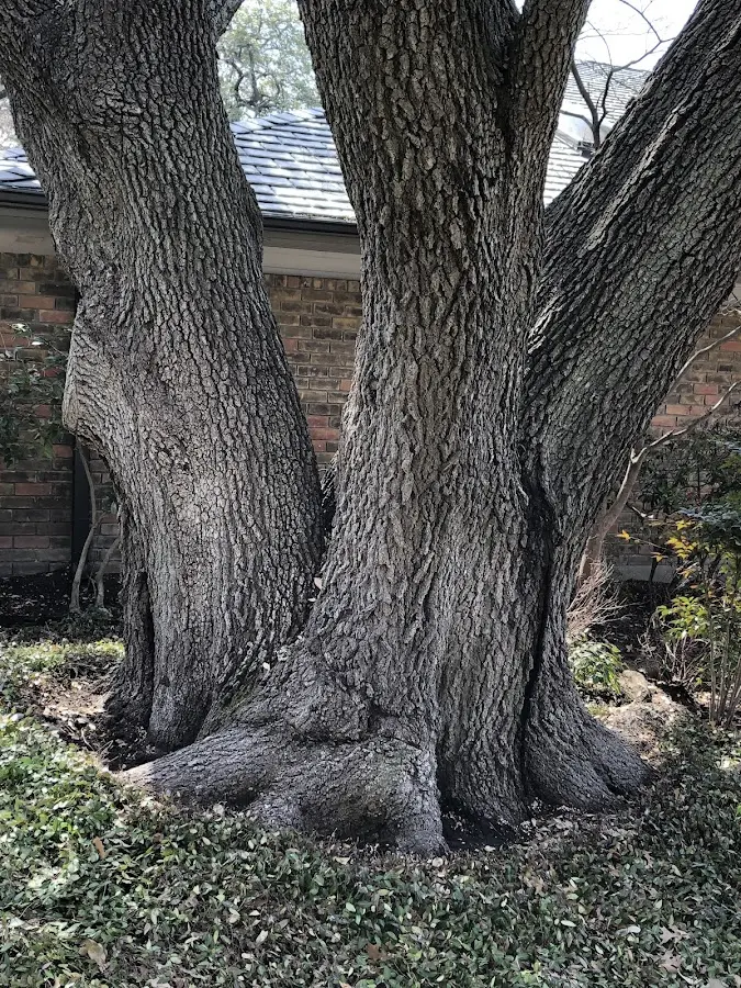 Mature heritage tree close to a Savannah property cared for by certified arborists